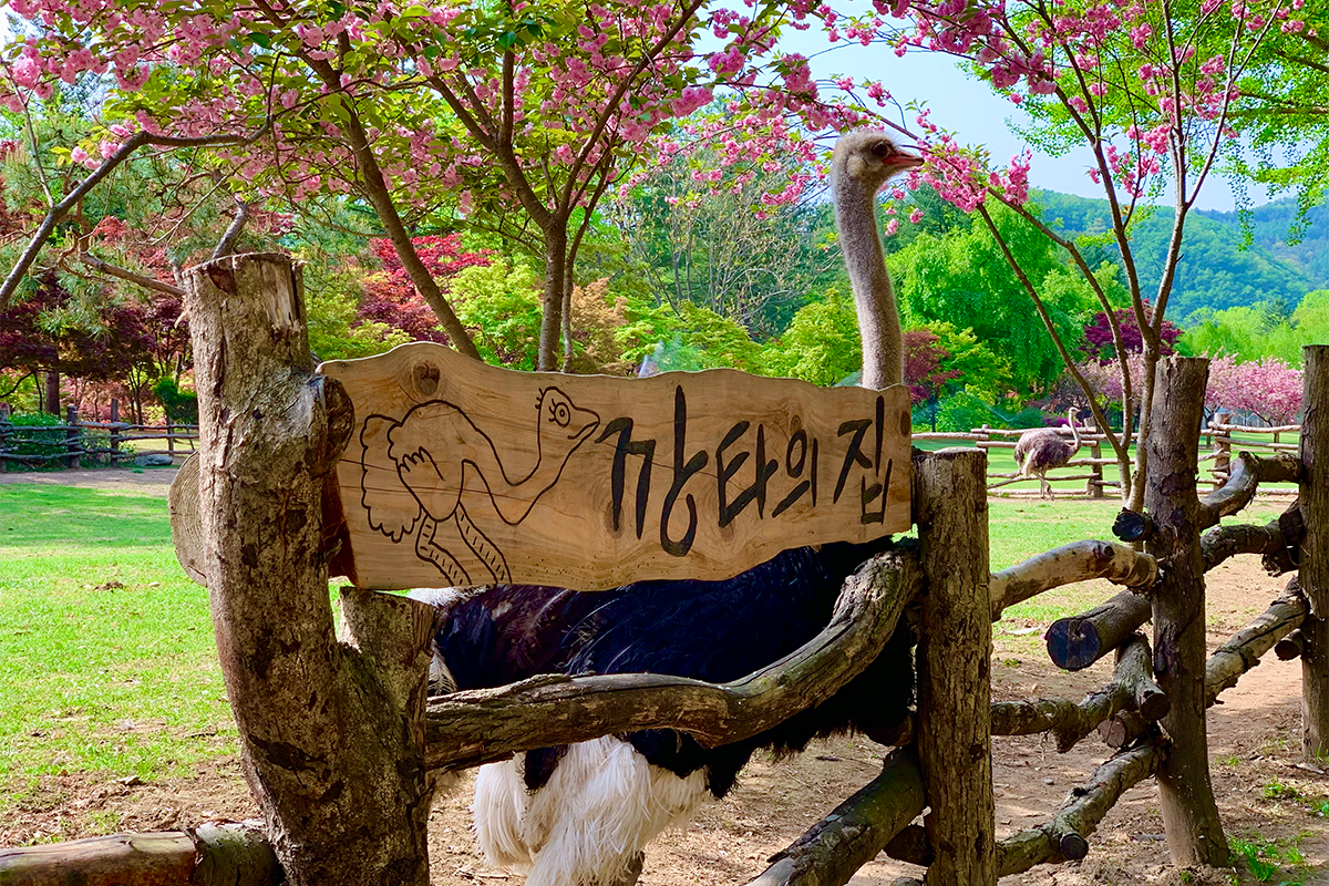 駝烏之家 南怡島