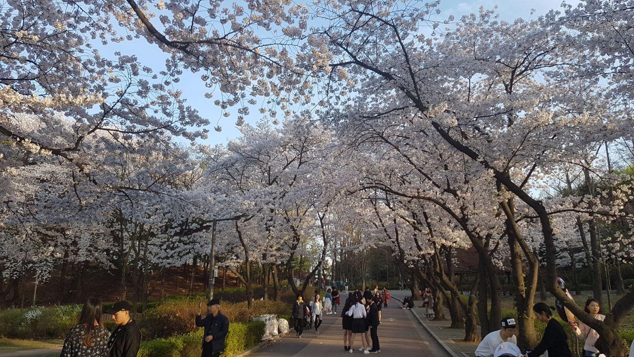 서울 어린이대공원의 벚꽃이 만개한 모습 이미지입니다.