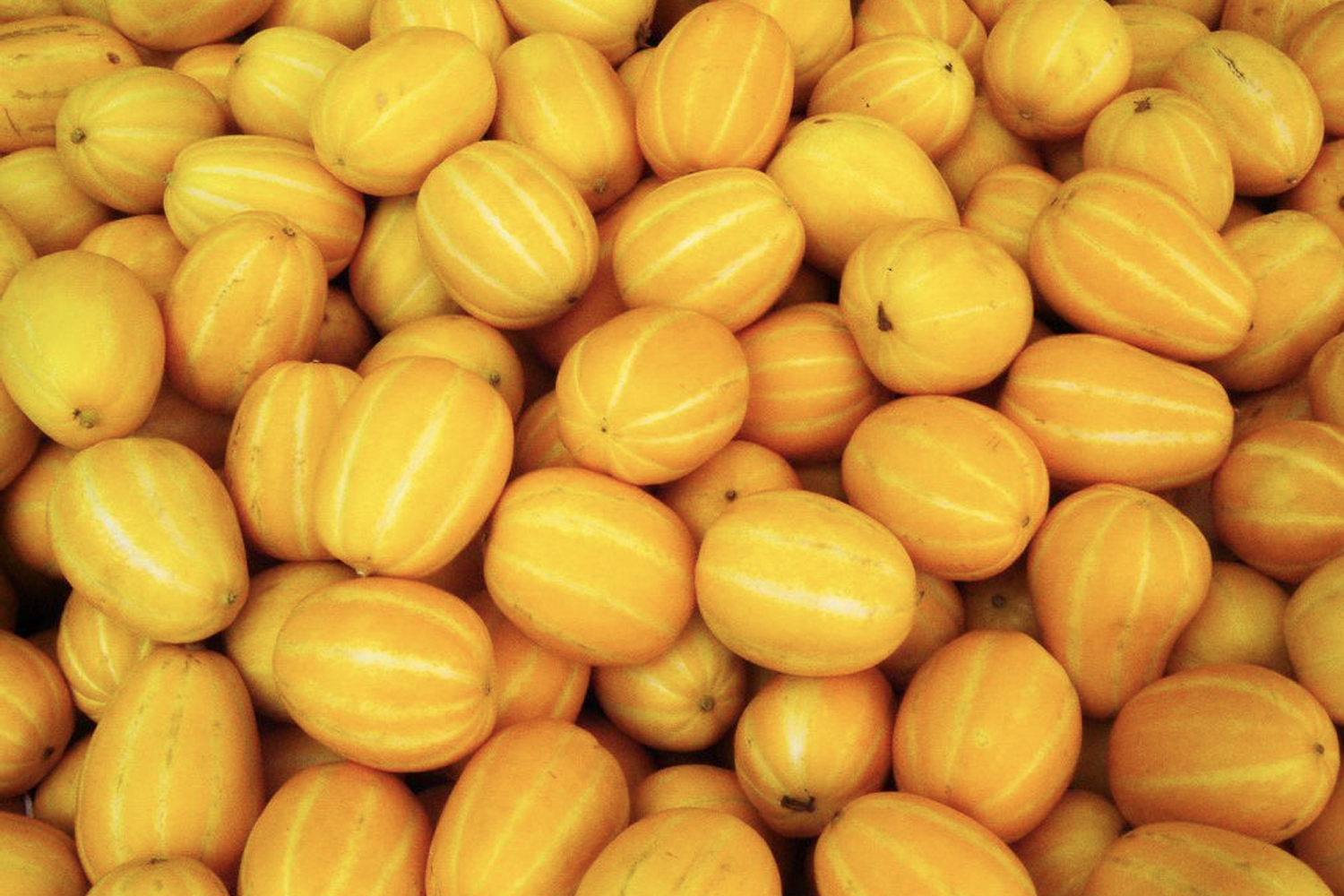 一堆韓式香瓜，這種果實因其獨特的香氣和味道而被稱為「韓國香瓜」，僅在韓國本土找到。