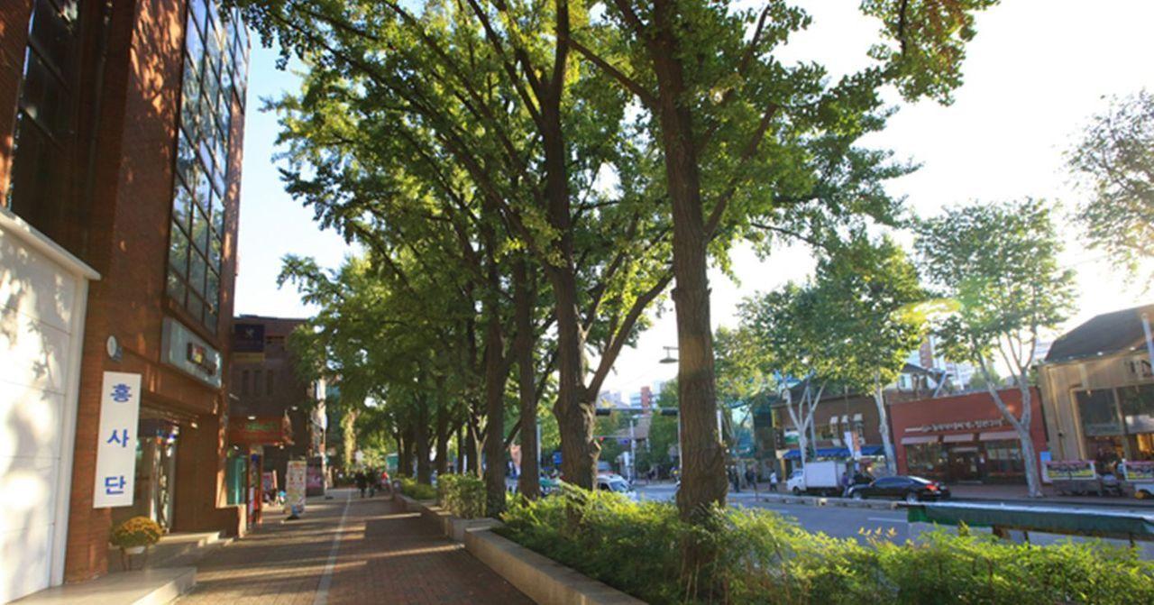 Tree-lined street in Daehak-ro, Seoul, an area known for its cultural and artistic energy, captured beautifully in daytime.