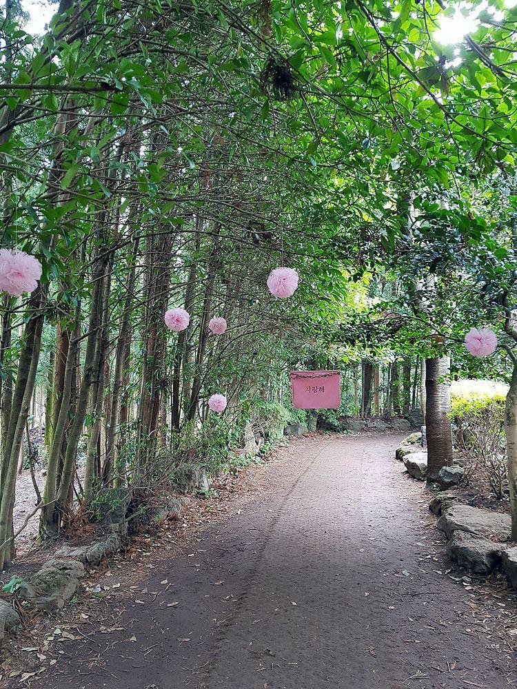 濃密的綠樹與花朵點綴的浪漫步道，濟州島山茶花之丘是拍攝美麗照片的理想地點
