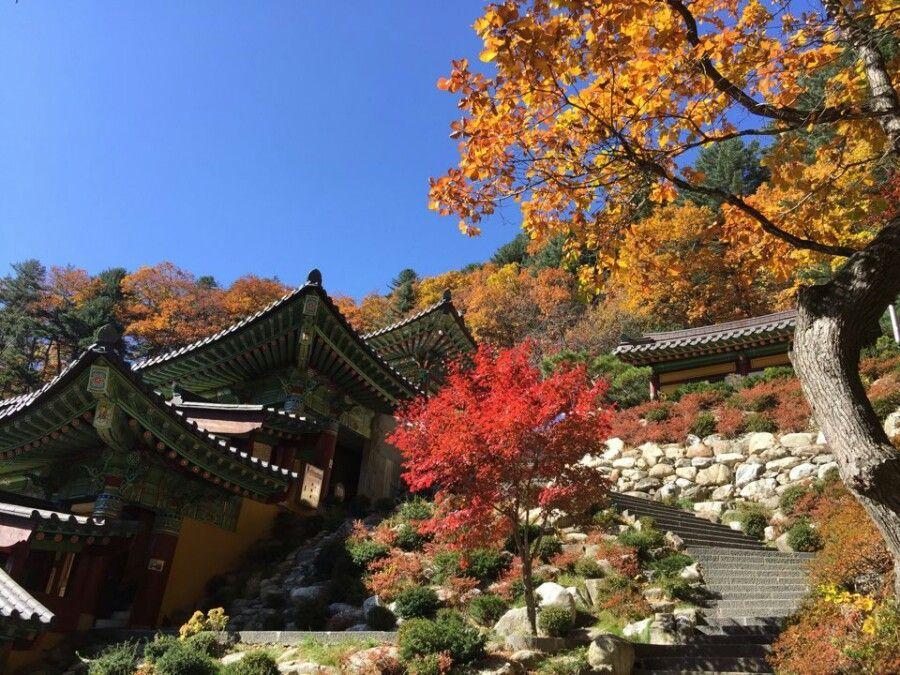 Creatrip | Autumn Maple Leaf Spots in Korea!