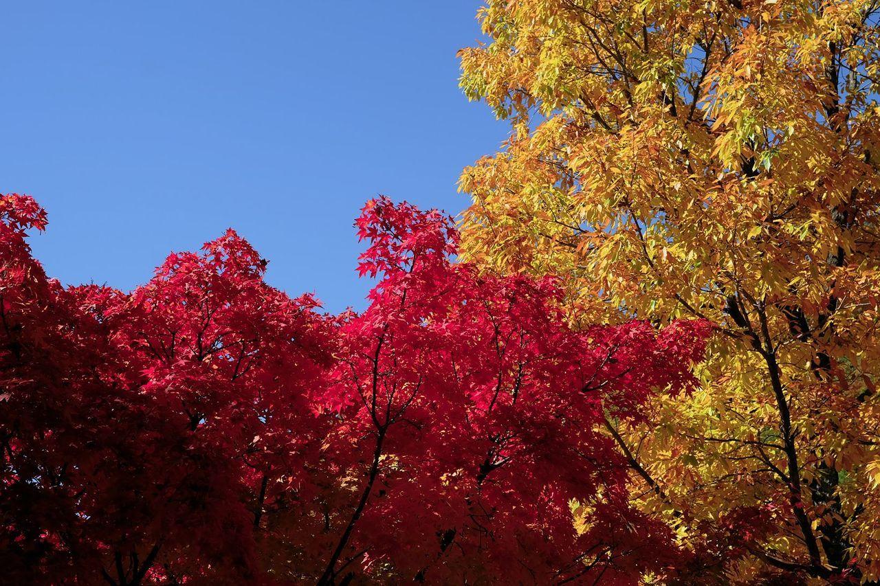 Autumn Maple Leaf Spots in Korea!