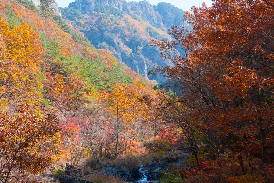 2025年 韓國賞楓推薦 賞楓一日遊 優惠