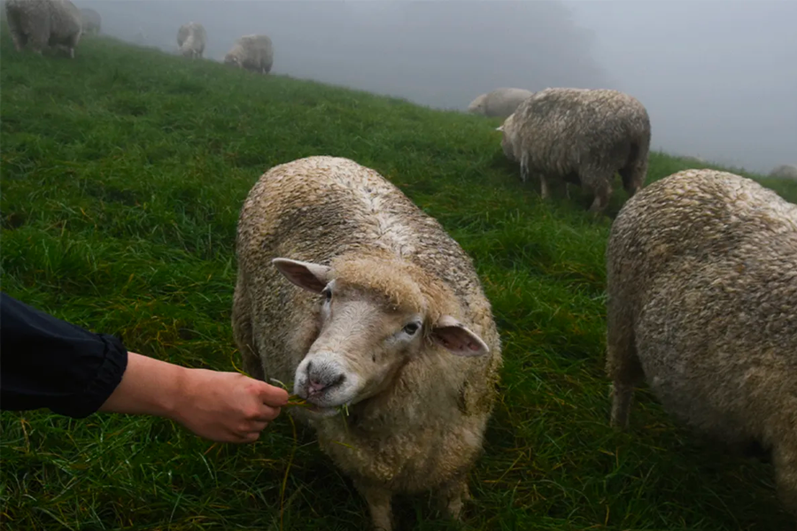 2025年 韓國賞楓推薦 賞楓一日遊 優惠