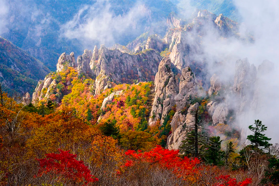 2025年 韓國賞楓推薦 賞楓一日遊 優惠