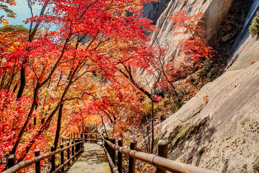 2025年 韓國賞楓推薦 賞楓一日遊 優惠