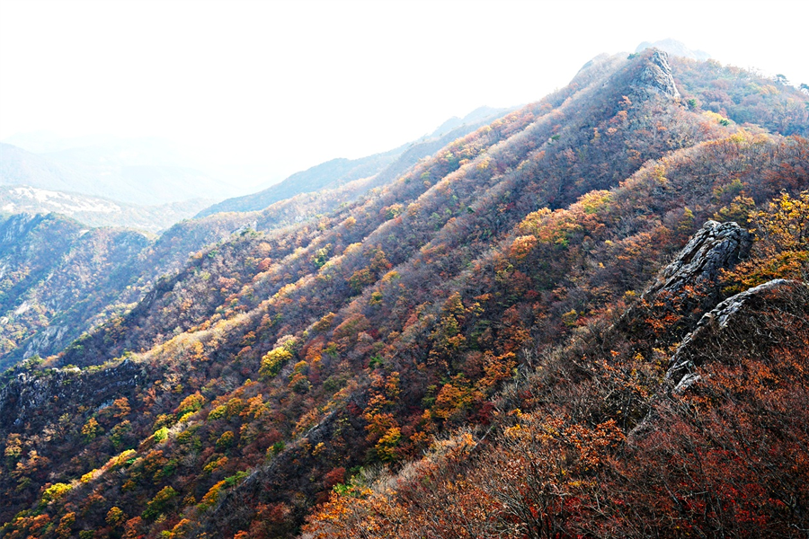 2025年 韓國賞楓推薦 賞楓一日遊 優惠