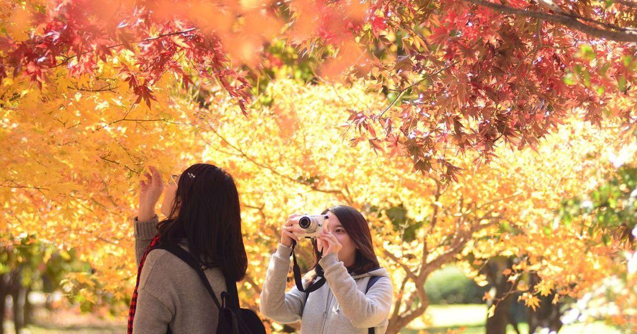 Tổng hợp các địa điểm ngắm lá đỏ đẹp nhất ở Hàn Quốc năm 2023