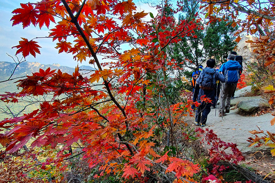 2025年 韓國賞楓推薦 賞楓一日遊 優惠