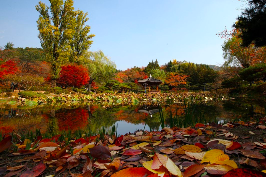 2025年 韓國賞楓推薦 賞楓一日遊 優惠