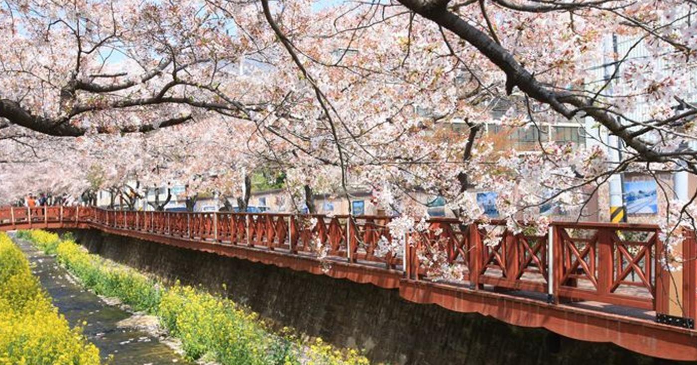 Recomendación de comida de Busan y Jinhae