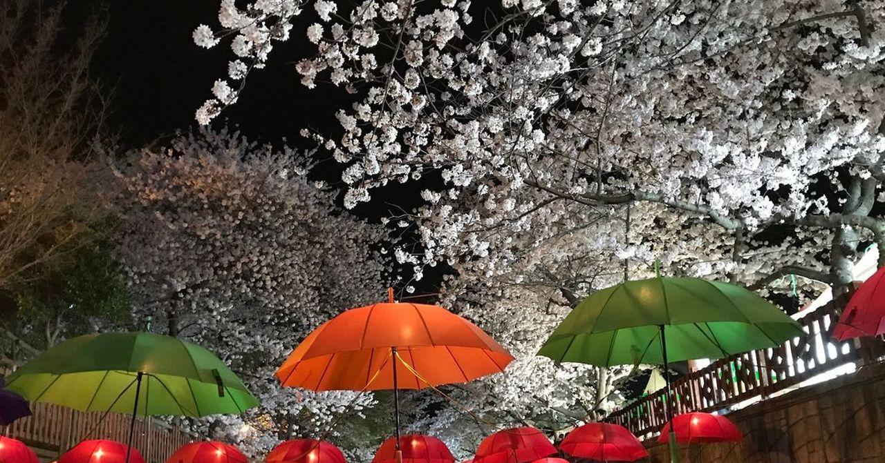Enchanting cherry blossoms lit up at night in Jinhae, Changwon, creating a magical atmosphere.