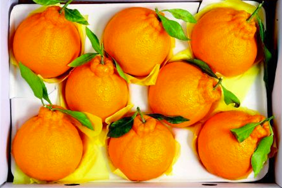 韩国特产汉拏峰柑橘：济州岛地标水果，丰富维他命C助力健康。