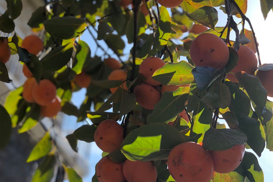 韩国成熟柿子树：初秋柿子丰收时节，体验韩国乡村生活情境。