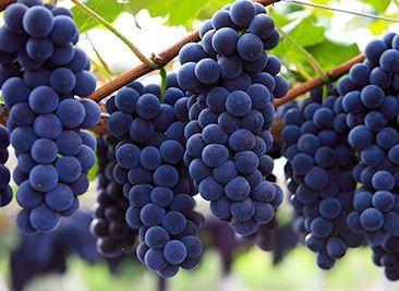 韓国、韓国文化、韓国果物、韓国旅行