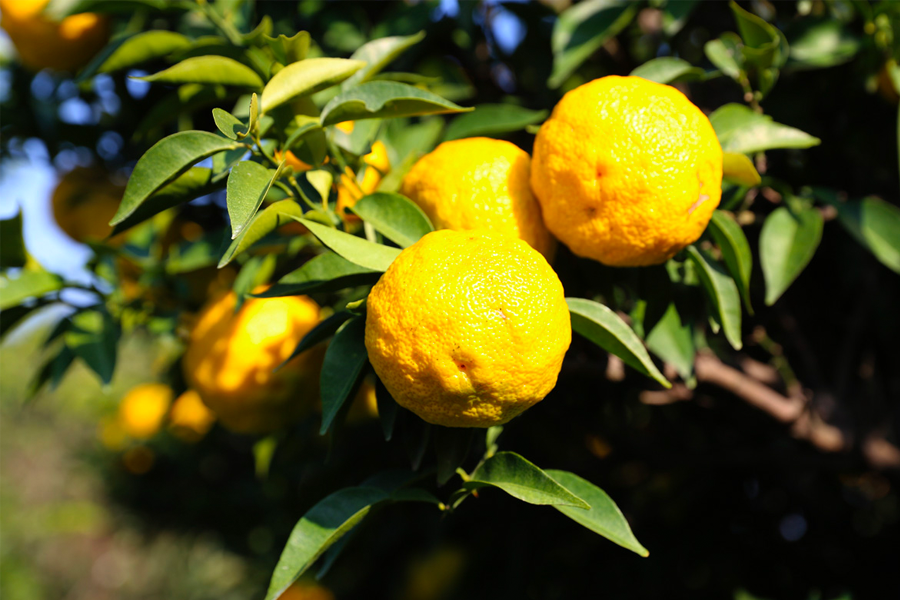 韩国冬季健康柚子：含有丰富维他命C，用于茶饮帮助感冒预防。