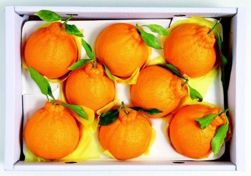 韓国、韓国文化、韓国果物、韓国旅行