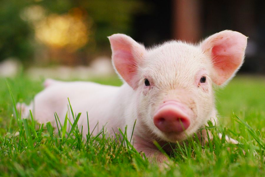 趴在绿色草地上的可爱小猪，提醒防范非洲猪瘟的重要性。