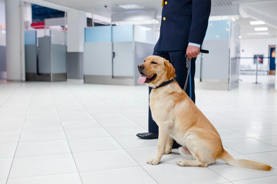 机场内的专业导盲犬，说明通过入境检查维护安全的重要性。