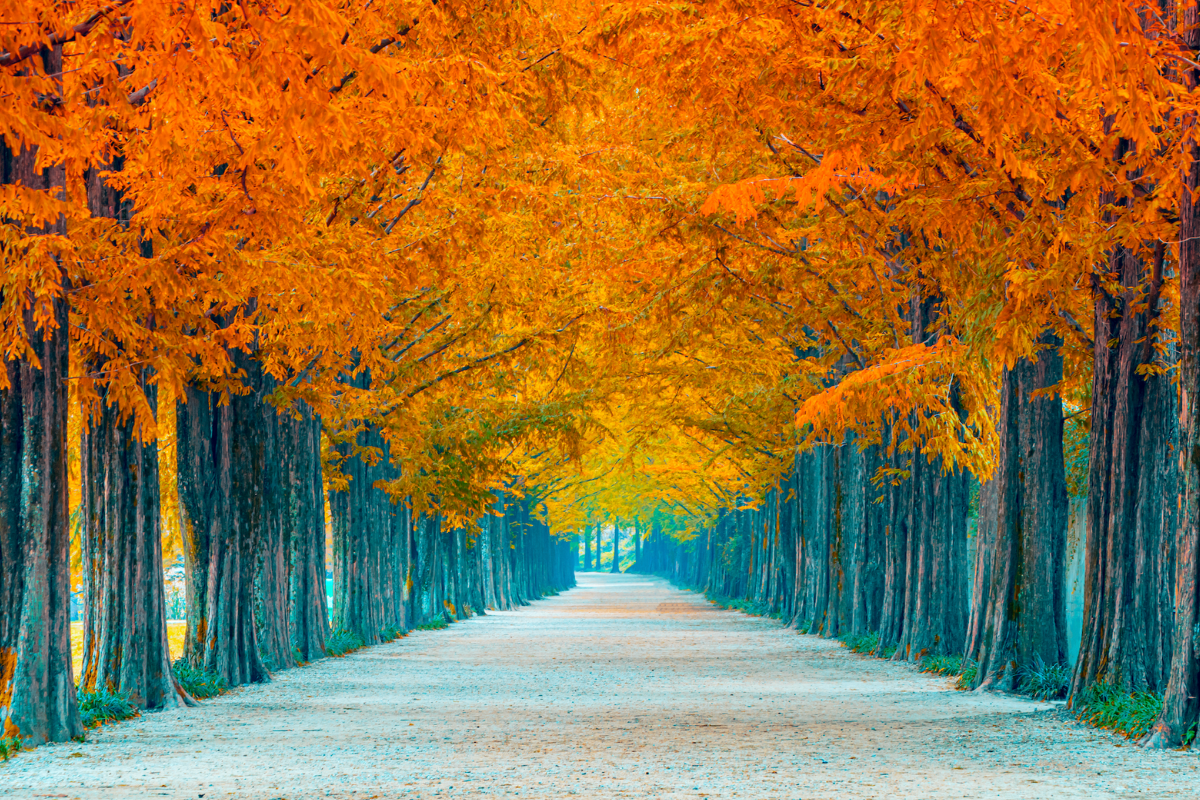 Hàng cây mùa thu tuyệt đẹp trên đảo Nami, nổi tiếng ở Hàn Quốc.