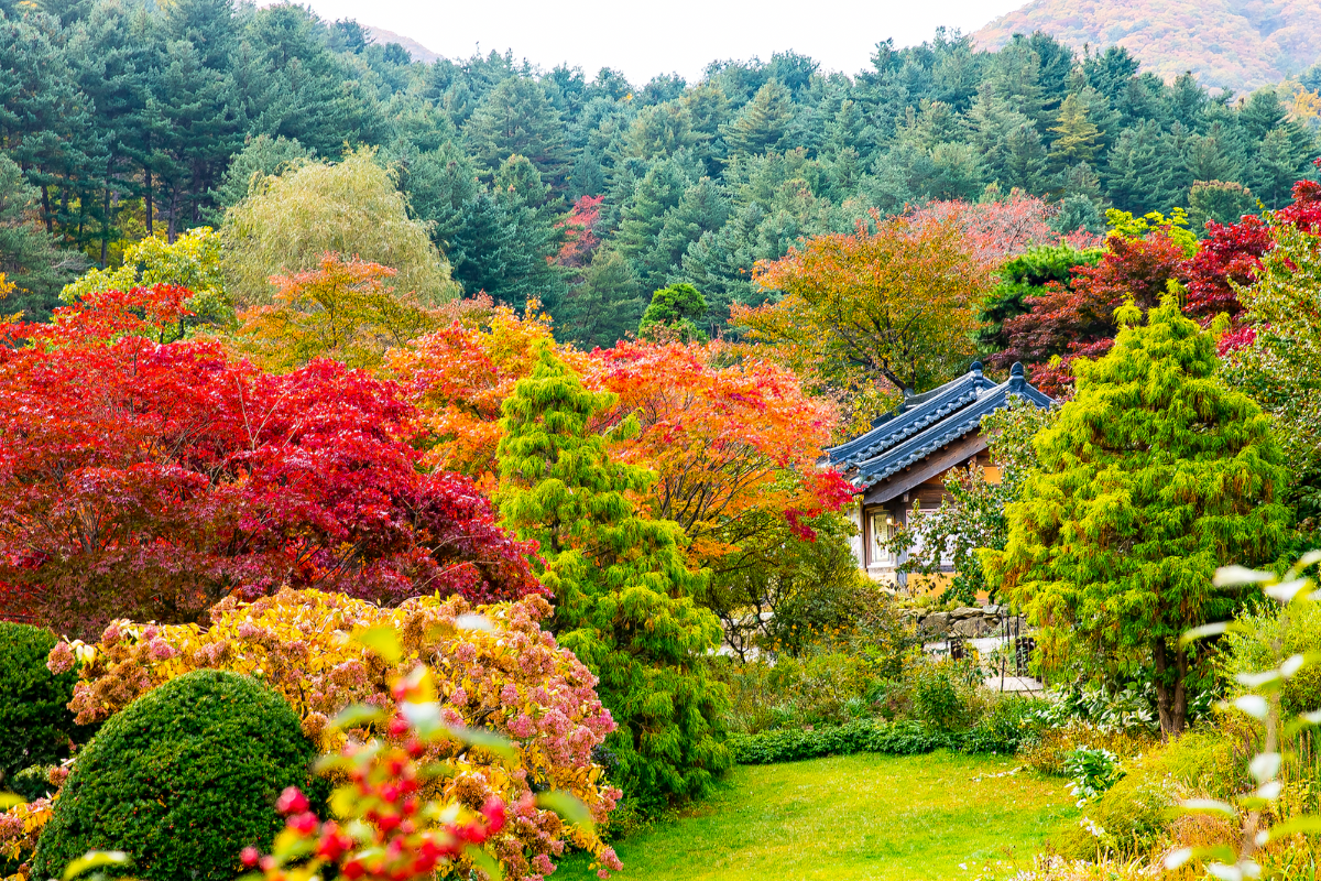 Lá vàng đỏ vào mùa thu tại The Garden of Morning Calm, Hàn Quốc.