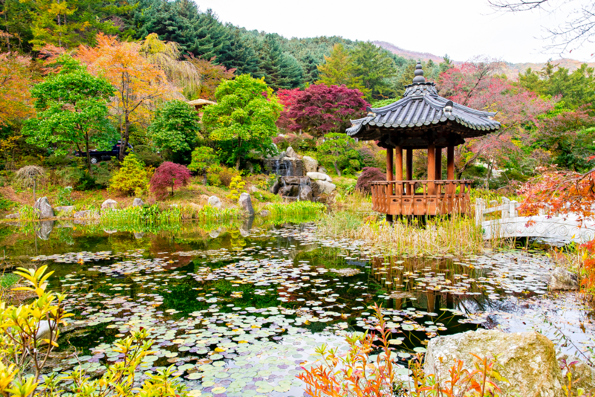 Khung cảnh mùa thu tuyệt đẹp tại The Garden of Morning Calm, Hàn Quốc.