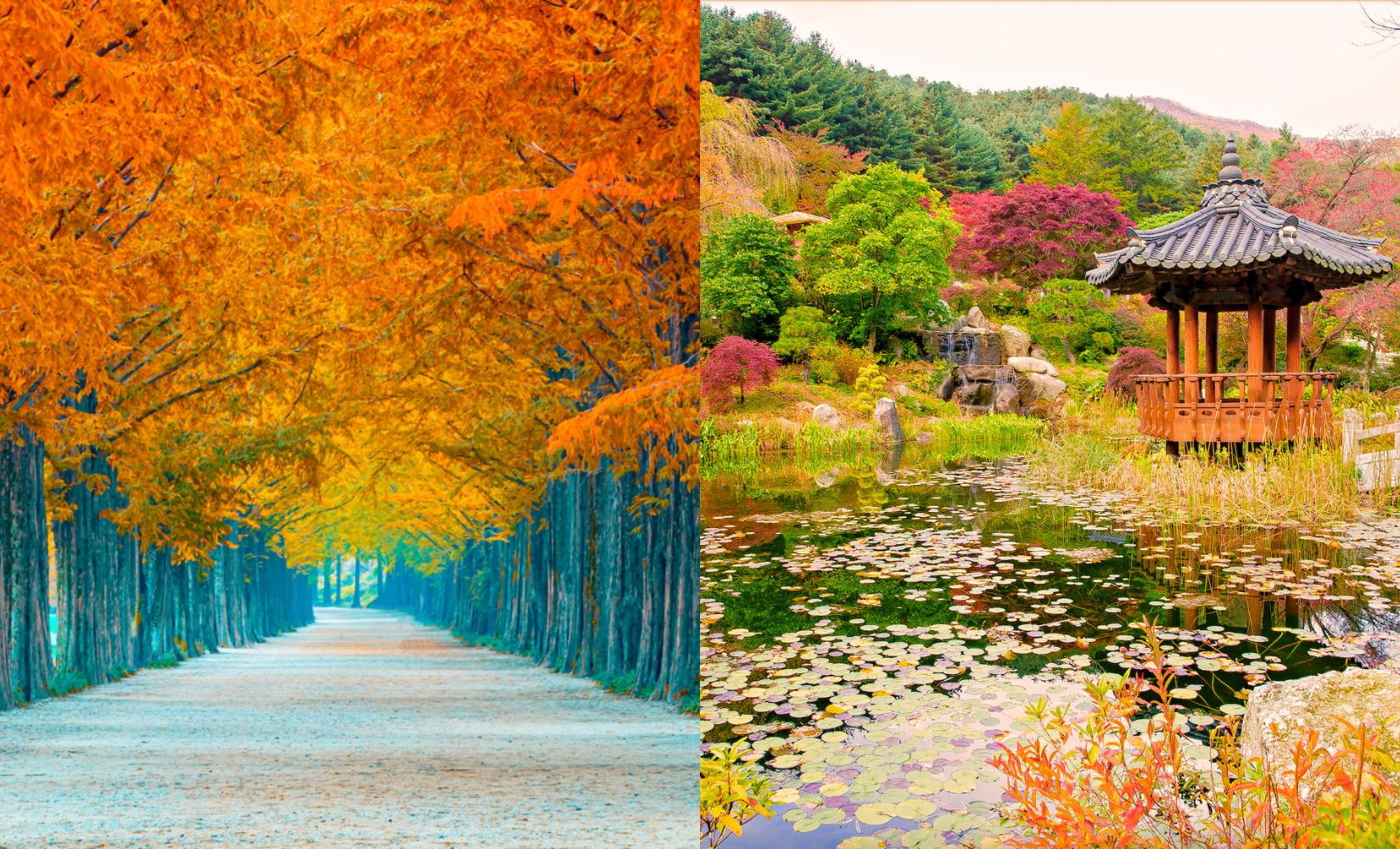 Tour 1 ngày tham quan đảo Nami và Garden of Morning Calm