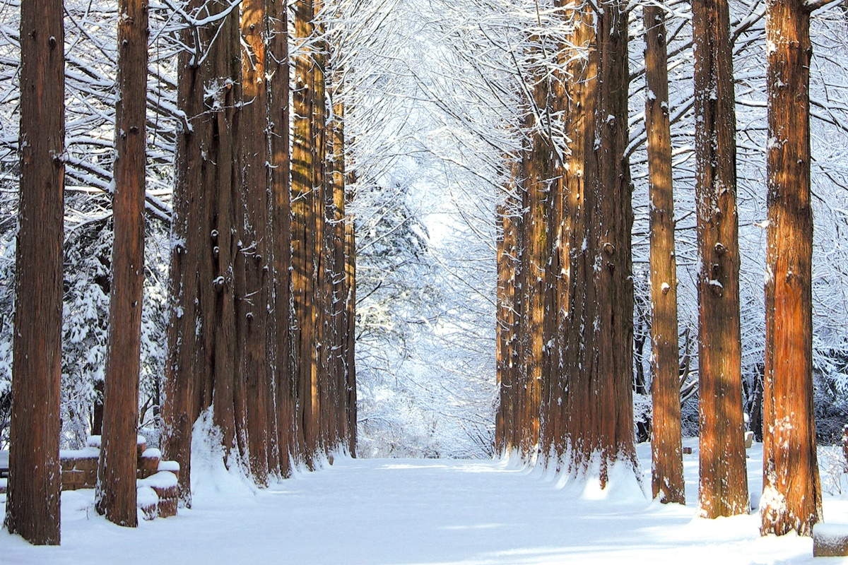 南怡島冬季雪景，兩旁直立的樹木覆蓋著積雪，是韓國知名旅遊景點的標誌之一。