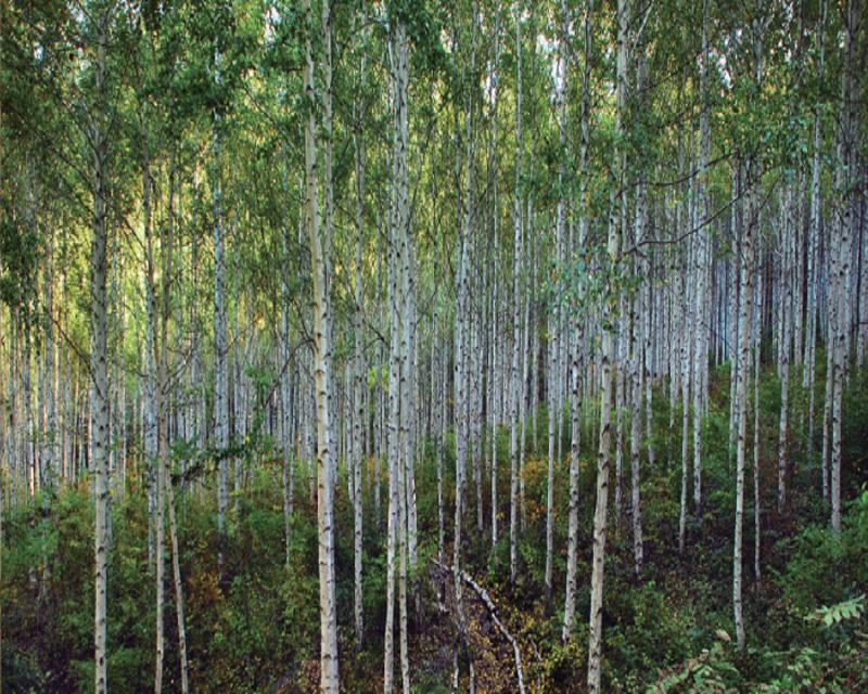 Wondae-ri Birch Forest