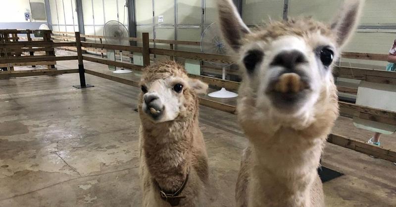 草泥馬牧場 翡翠花園一日遊 Creatrip