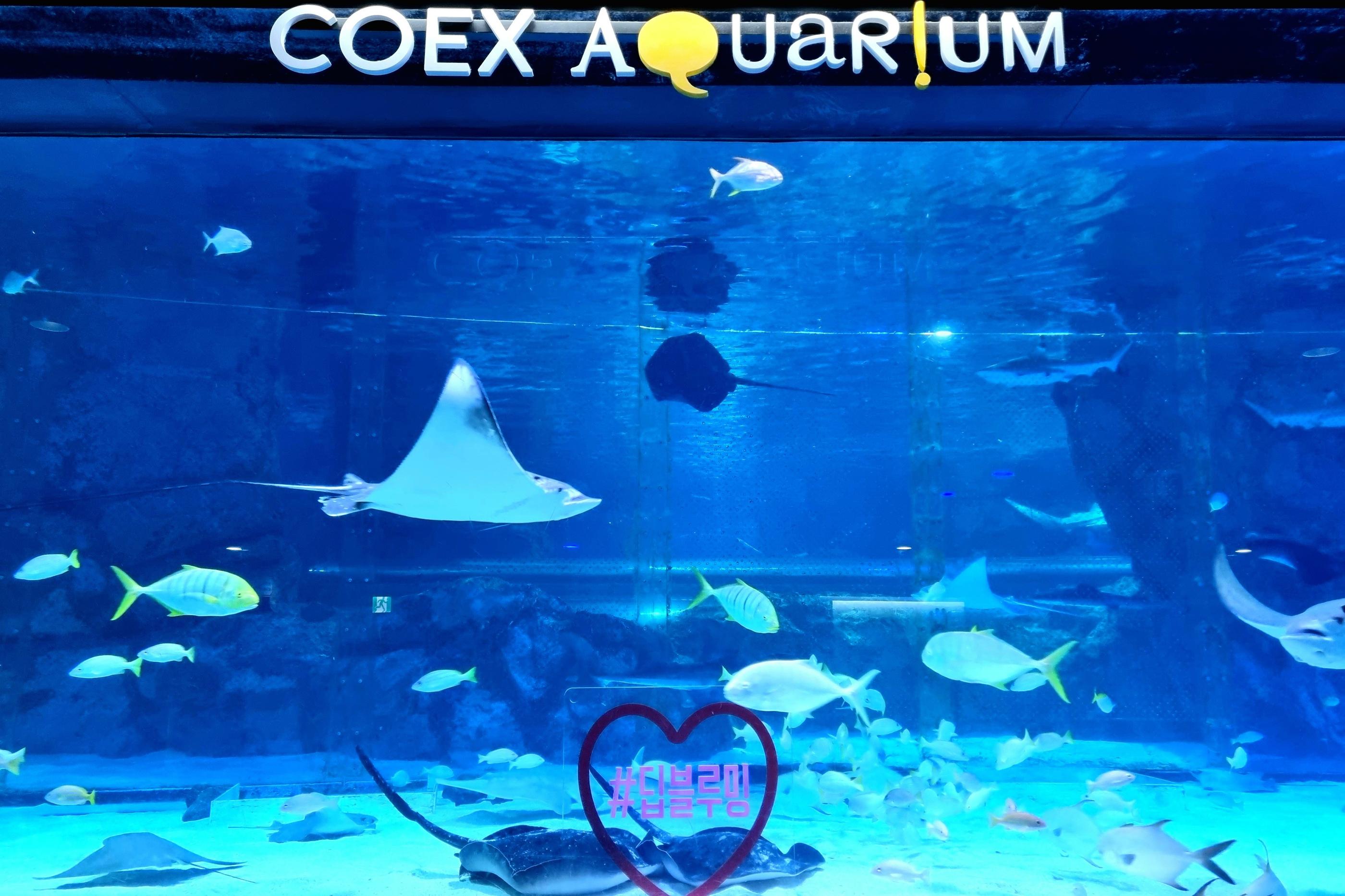 Una visita all'Acquario COEX