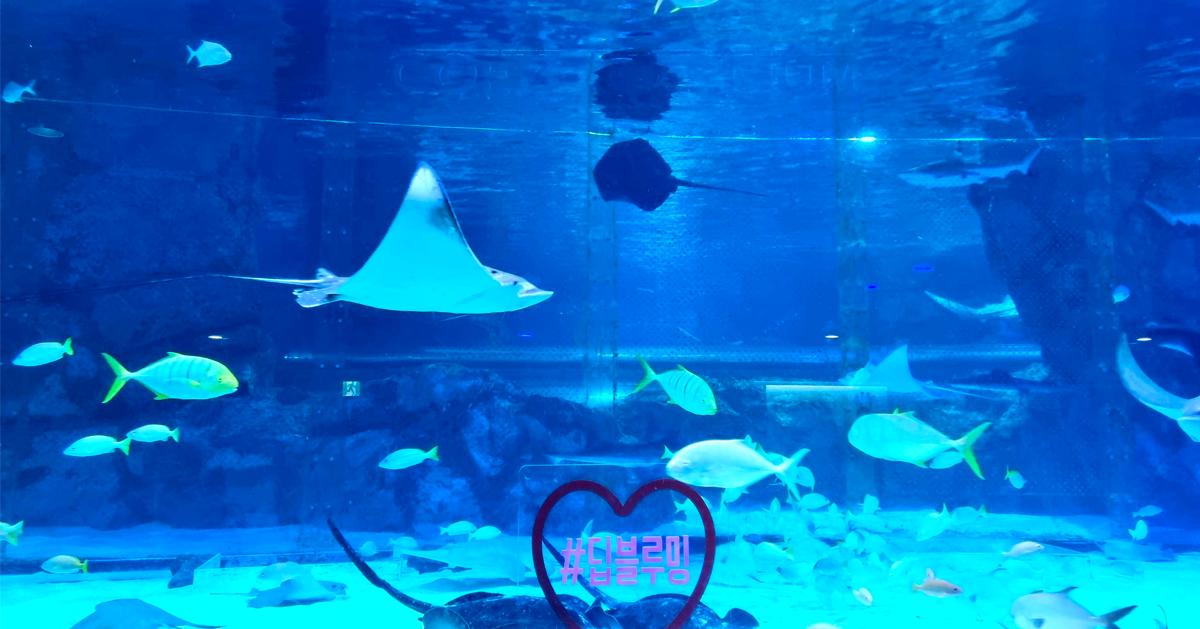 首爾水族館｜SEA LIFE COEX水族館門票訂購