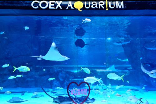 Thủy cung Coex Aquarium