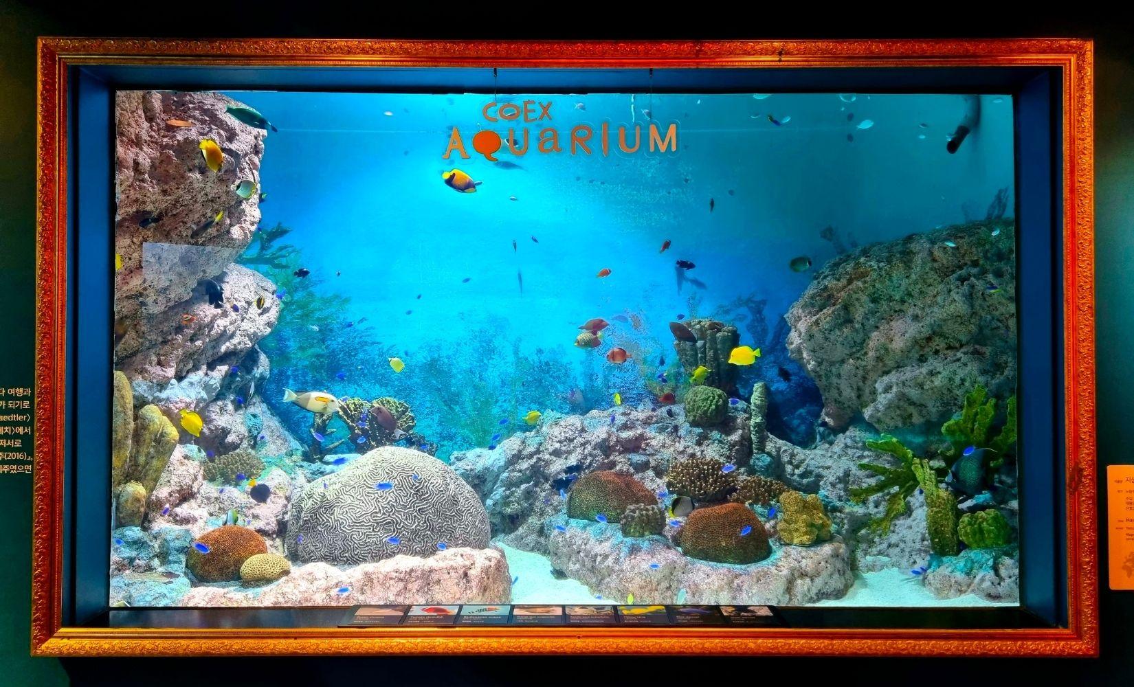 Tham quan COEX Aquarium: Thuỷ cung lớn nhất Seoul, Hàn Quốc