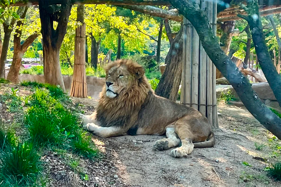 愛寶樂園野生動物世界的獅子，透過玻璃近距離觀賞兇猛的野生動物。