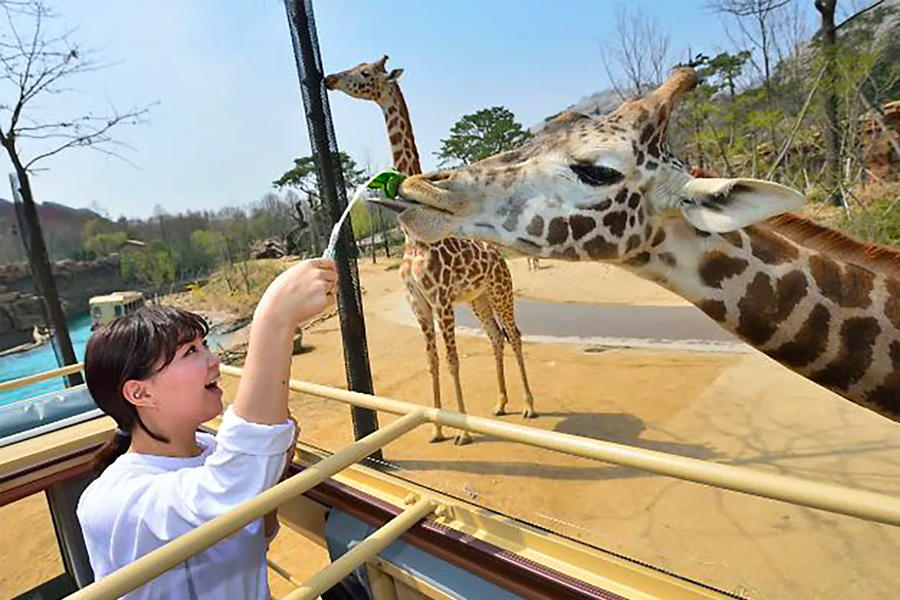 愛寶樂園遺失的峽谷，遊客能近距離接觸長頸鹿並餵食樂趣。