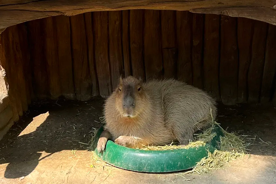 愛寶樂園PPUPPA Town中的水豚，舒適地休息在木屋的草甸上。