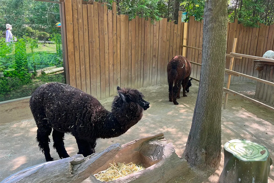 愛寶樂園PPUPPA Town中的羊駝休閒地站在樹下，周圍環境自然。