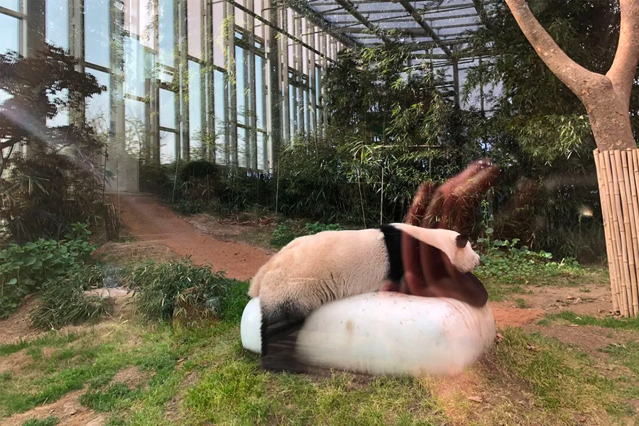 愛寶樂園的熊貓世界，熊貓悠閒自在地棲息於其專用天篷中。