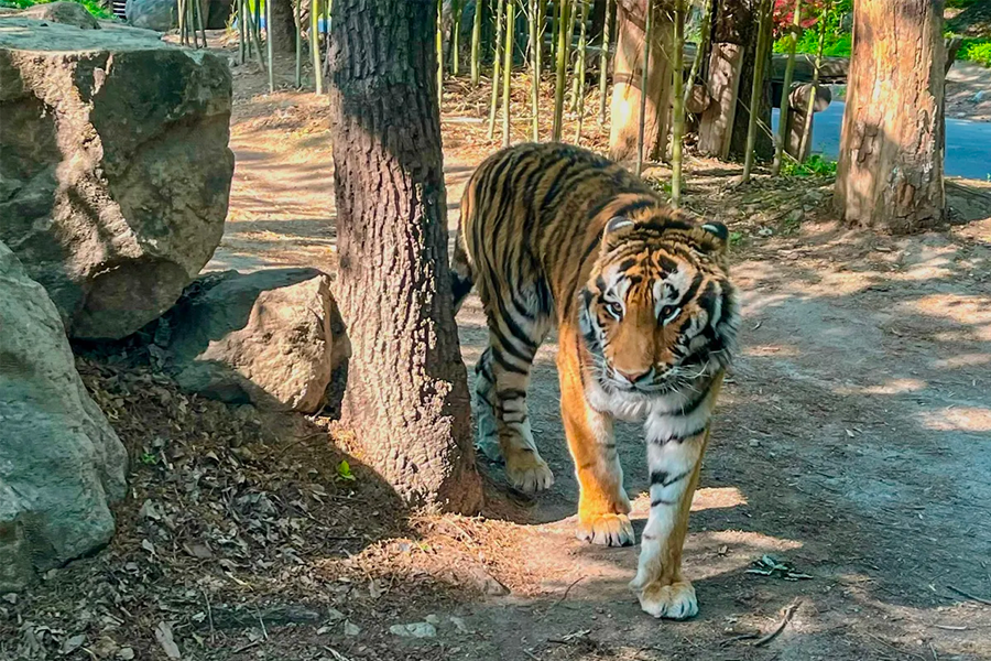 愛寶樂園野生動物世界的老虎，遊客可遊覽園區內的猛獸區域。