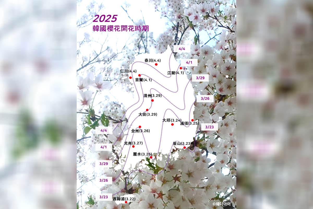 2025年韓國櫻花開花時期預測地圖,展示了韓國各城櫻花開花、滿開的預計時間,以背景櫻花照片覆蓋整體,提供視覺效果與信息結合。