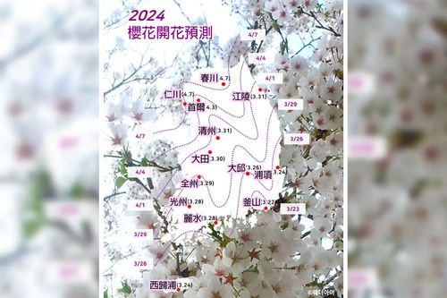 2024 韓國賞櫻 預測 首爾櫻花開花時刻 預測