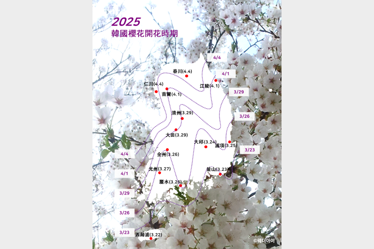 2025年韓國櫻花開花時期預報圖，顯示不同地區的開花日期，有助旅客計劃櫻花季旅行。
