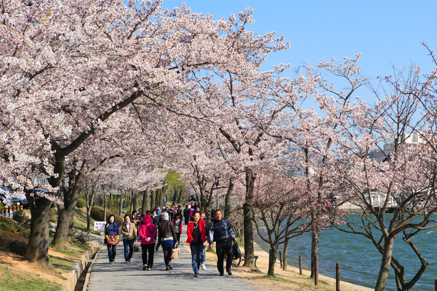 2025 韓國賞櫻 預測 首爾櫻花開花時刻 預測
