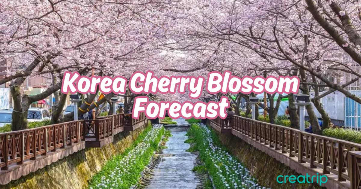 2026韓國預計櫻花開花日期