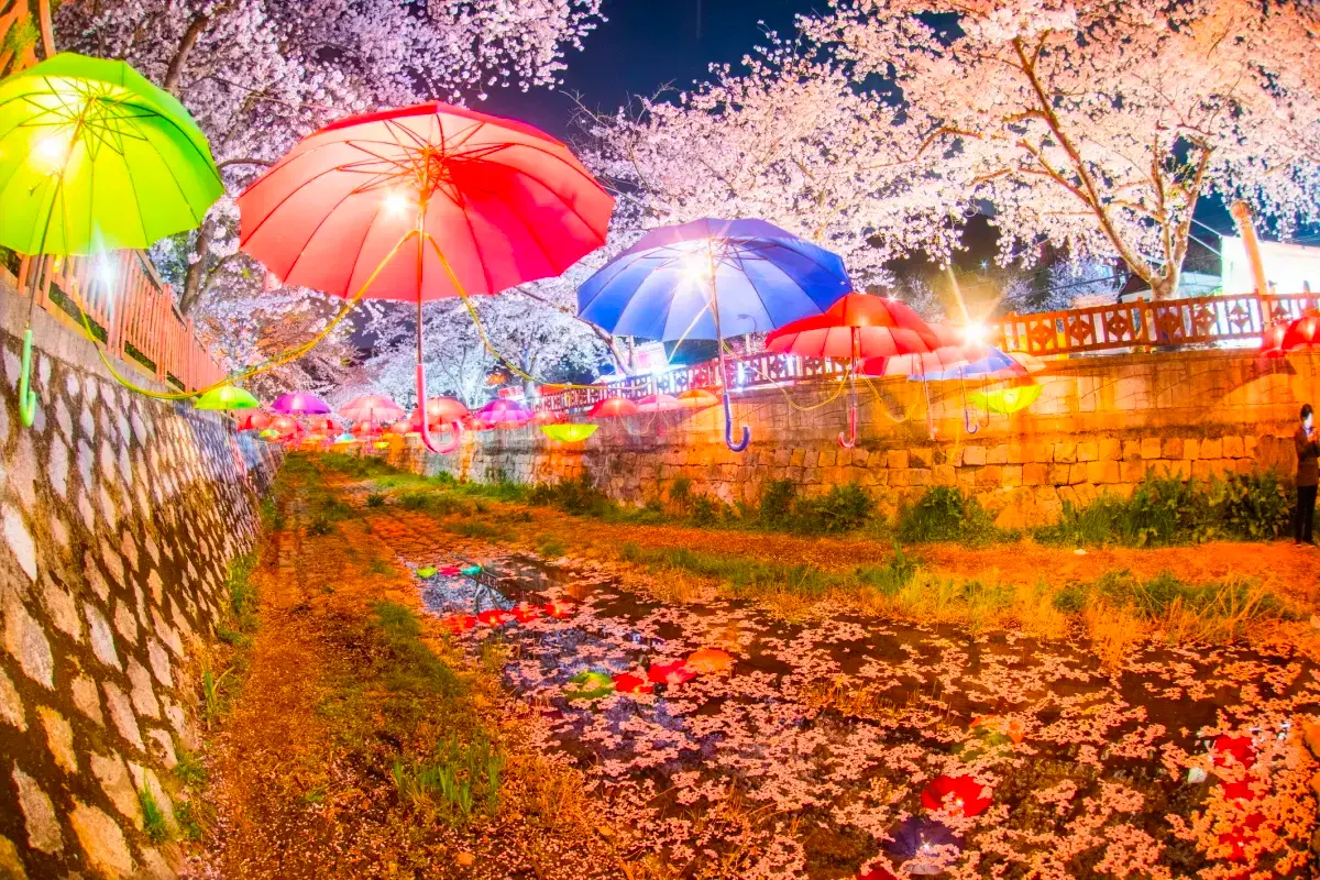 2025 韓國賞櫻 預測 首爾櫻花開花時刻 預測