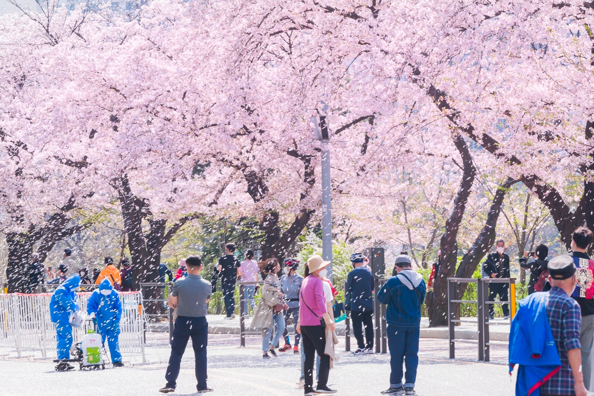2025 韓國賞櫻 預測 首爾櫻花開花時刻 預測