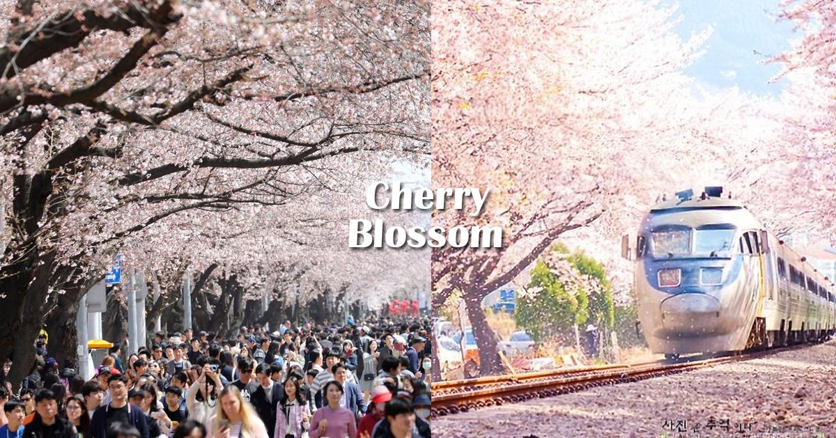 2025韓國櫻花預測/慶典時間整理
