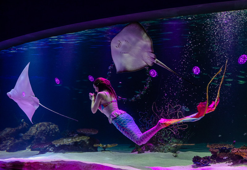 Mermaid show at Aqua Planet 63 aquarium in Seoul, featuring rays swimming alongside the performer.